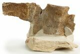Fossil Plesiosaur (Thililua?) Cervical Vertebra - Asfla, Morocco #329728-2